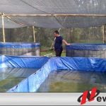 Peserta PIWS Tahun 2017 Mulai Buka Usaha Ikan Lele