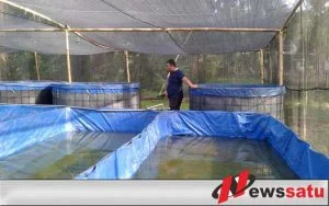 Bisnis Ikan Lele Cukup Menjanjikan