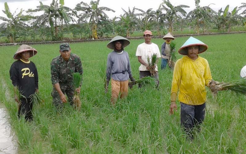 TNI Cilacap Bantu Petani Bersihkan Gulma
