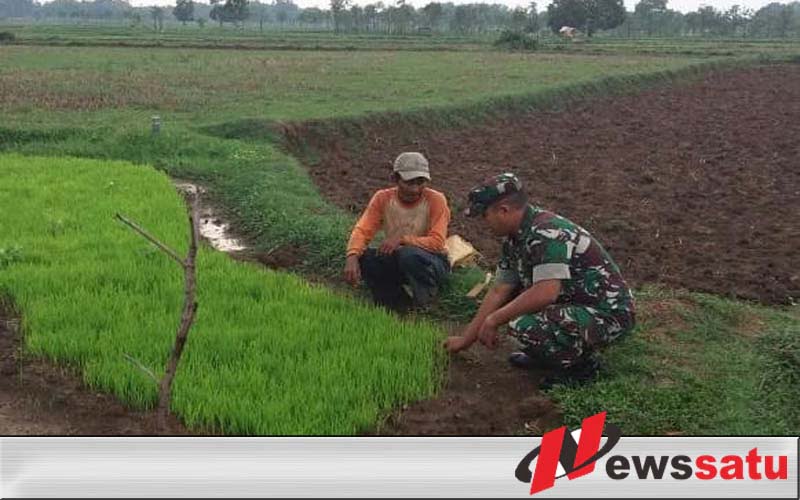 TNI Bersama Petani Bangkalan Tanam Padi