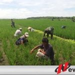 TNI Ogan Komering Ilir Bantu Petani Tanam Padi