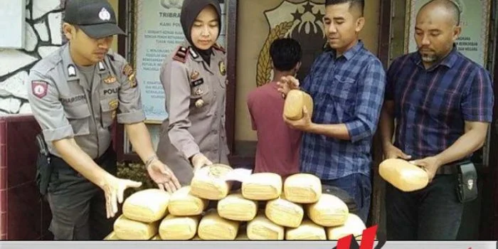 Kurir Ganja 24 Kg Dibekuk Polisi Bireuen Aceh