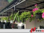 Penjual Tanaman Hias Di Kayuagung Kebanjiran Order