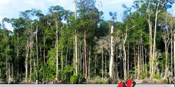 Restorasi Gambut Sumsel Di Perluas Restorasi Gambut Sumsel Di Perluas