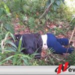 Warga Buru Digegerkan Dengan Penemuan Wanita Di Pohon Coklat