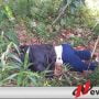 Warga Buru Digegerkan Dengan Penemuan Wanita Di Pohon Coklat