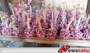 Harga Bawang Merah Di Probolinggo Anjlok