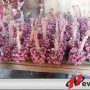 Harga Bawang Merah Di Probolinggo Anjlok