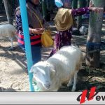 Jelang Idul Adha Harga Kambing Naik 100 Persen