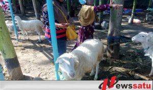 Jelang Idul Adha Harga Kambing Naik 100 Persen