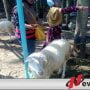 Jelang Idul Adha Harga Kambing Naik 100 Persen