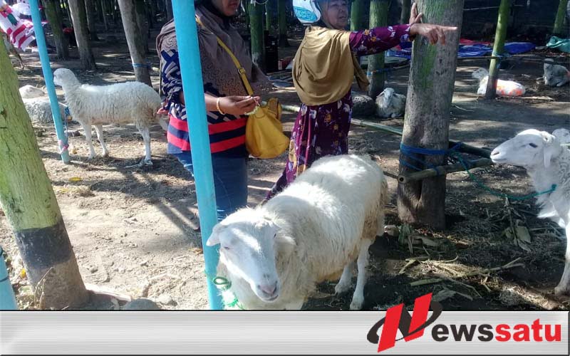 Jelang Idul Adha Harga Kambing Naik 100 Persen
