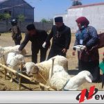Wakil Wali Kota Probolinggo Tinjau Penjual Hewan Kurban