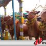 Saksikan Kontes Sapi Sonok Di Sumenep
