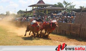 Yuk … Saksikan Lomba Kerapan Sapi Piala Presiden