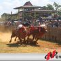 Yuk ... Saksikan Lomba Kerapan Sapi Piala Presiden