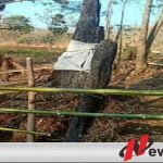 Warga Probolinggo Digegerkan Dengan Pohon Randu Alas