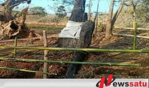 Warga Probolinggo Digegerkan Dengan Pohon Randu Alas