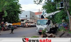 Musim Hujan, BLH Kota Probolinggo Lakukan Pemangkasan Pohon Di Jalan Raya