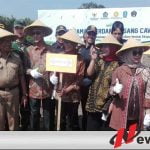 Pemkab Bondowoso Mendorong Produksi Pisang Cavendish  Dengan Konsep Agroindustri