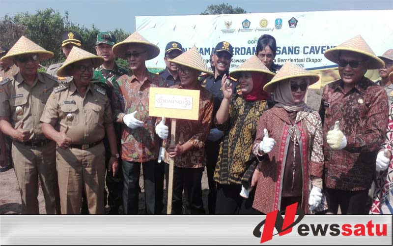 Pemkab Bondowoso Mendorong Produksi Pisang Cavendish  Dengan Konsep Agroindustri