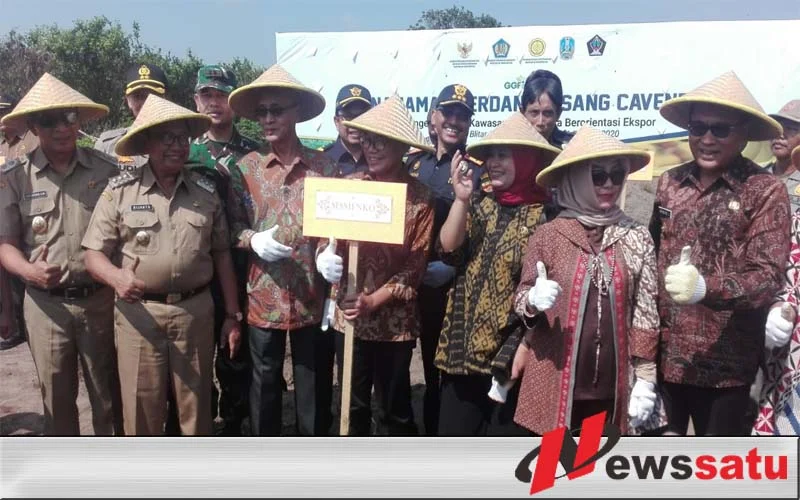 Pemkab Bondowoso Mendorong Produksi Pisang Cavendish  Dengan Konsep Agroindustri