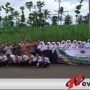 PWI Bersama Forkopimda Di Bondowoso Tanam Seribu Pohon