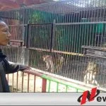 Anggaran Pakan Satwa TWSL Kota Probolinggo Tak Tergeser Covid 19