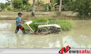 Antisipasi Krisis Pangan,Petani OKI Lakukan Percepatan Tanam