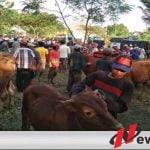 Dilarang Pemkot Probolinggo, Pedagang Sapi Pindah Tempat