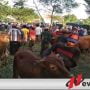 Dilarang Pemkot Probolinggo, Pedagang Sapi Pindah Tempat
