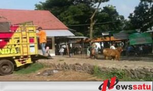 Pedagang Sapi Abaikan Larangan Pemkot Probolinggo
