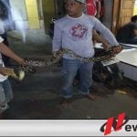 Warga Kota Probolinggo Dihebohkan Munculnya Ular Sanca Penunggu Kuburan