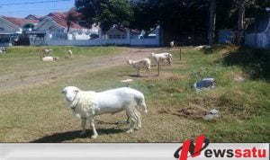 Jelang Idul Adha, Pedagang Hewan Kurban Di Probolinggo Mulai Bermunculan