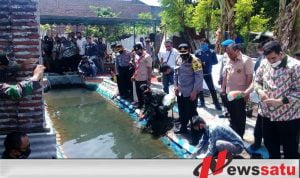 Walikota dan Kapolresta Probolinggo Sebar Benih Ikan Nila Di Kampung Tangguh