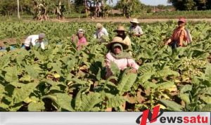 46 Hektare Tembakau Panen, Pemkab Tak Berdaya Angkat BEP di Pamekasan