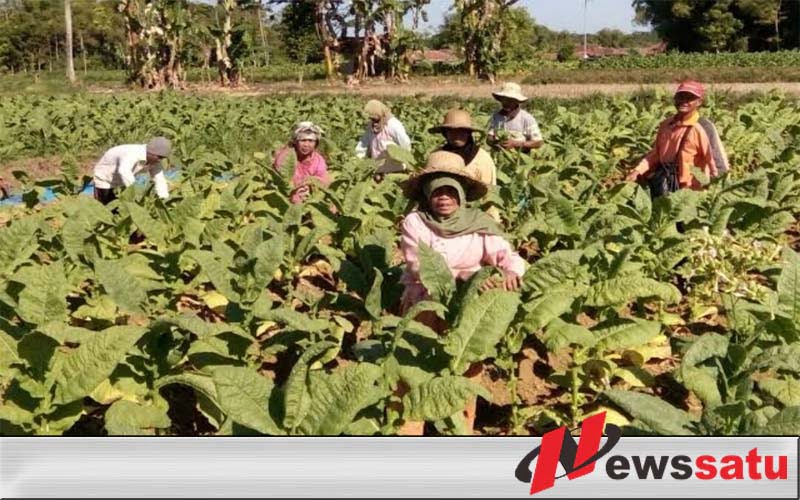 46 Hektare Tembakau Panen, Pemkab Tak Berdaya Angkat BEP di Pamekasan