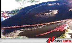 Sapi Kurban Menangis Gegerkan Warga Kota Probolinggo