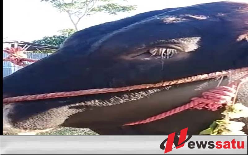 Sapi Kurban Menangis Gegerkan Warga Kota Probolinggo