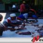 Yayasan Ponpes Raudlatul Hasaniyah Probolinggo Sembelih Hewan Kurban