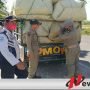 Banyak Akses Jalan, Pol PP Pamekasan Kesulitan Halau Tembakau Jawa