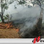 Kebakaran Hutan Di Probolinggo