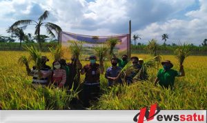 Pemuda Tani Di Bondowoso Panen Padi Dari Hasil Ubinan