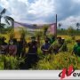 Pemuda Tani Di Bondowoso Panen Padi Dari Hasil Ubinan
