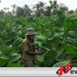 Petani Resah, Pemkab Pamekasan Evaluasi Pemantau Tembakau