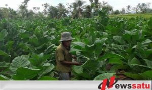 Petani Resah, Pemkab Pamekasan Evaluasi Pemantau Tembakau