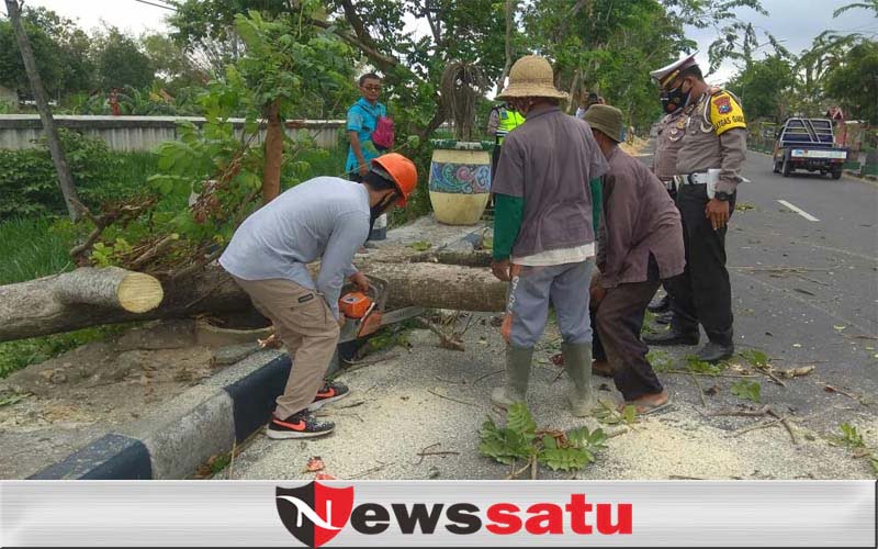 Angin Kencang, Warga Pamekasan Diminta Waspadai Pohon Tumbang
