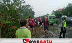 Pohon Tumbang, Lumpuhkan 2 Ruas Jalan Nasional Di Pamekasan