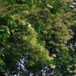 Pohon Bambu Di Probolinggo Jadi Tontonan Warga