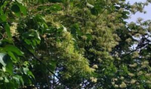 Pohon Bambu Di Probolinggo Jadi Tontonan Warga